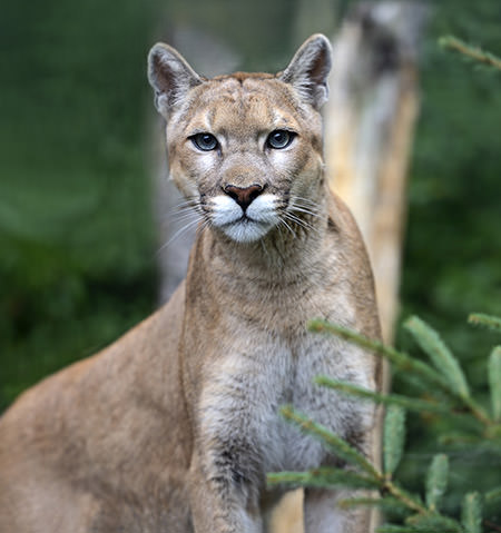puma