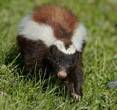 skunk