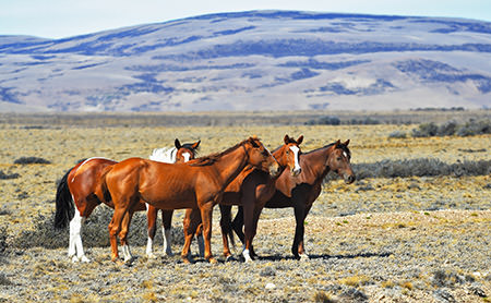 wild horses