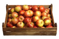 apples